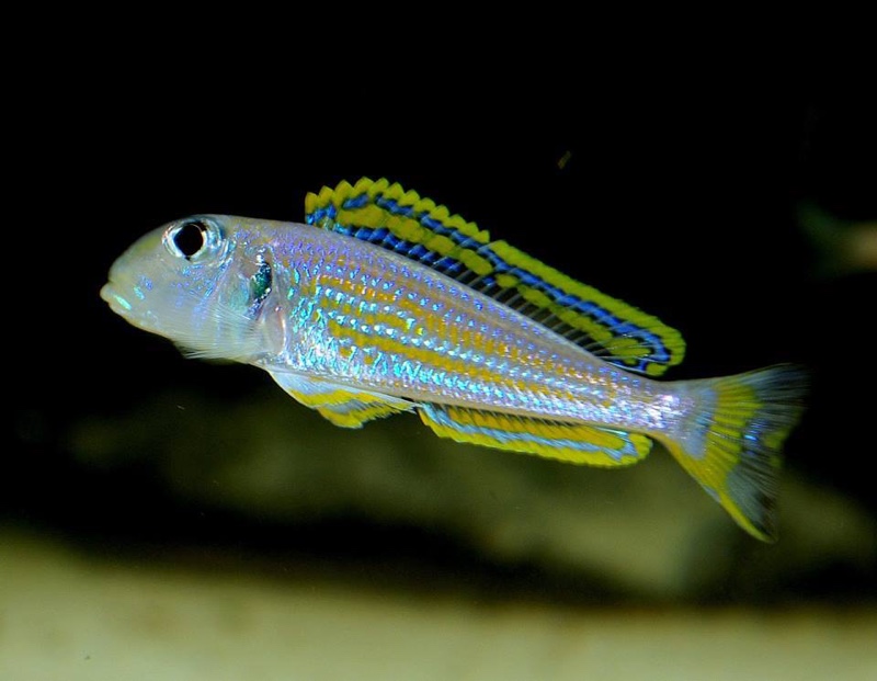 Xenotilapia ochrogenys 'Bilila (Kavala) Island'